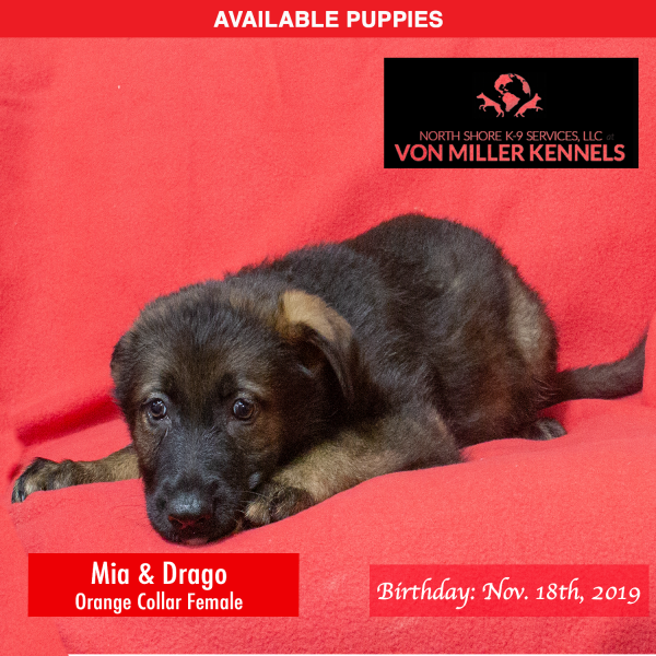 Von-Miller-Kennels_Puppies-German-Shepherds-11-18-2019-litter-Orange-Female